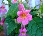 フォト 庭の花 中国ジギタリス (Rehmannia), ピンク