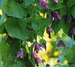 Photo Purple Bell Vine characteristics