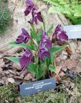 Foto Flores de jardín Roscoea , púrpura