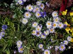 Foto Flores de jardín Aster Ialian (Amellus), lila