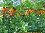 Couronner Fritillaria Impériales