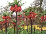 foto Tuin Bloemen Keizerskroon Fritillaria , rood