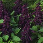 Photo les fleurs du jardin Scarlet Sage, Sauge Écarlate, Sauge Rouge (Salvia splendens), pourpre