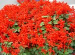 Photo les fleurs du jardin Scarlet Sage, Sauge Écarlate, Sauge Rouge (Salvia splendens), rouge