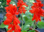 Photo Scarlet Sage, Scarlet Salvia, Red Sage, Red Salvia characteristics