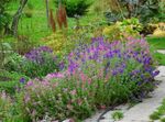 Salvia, Salvia Pintado, Horminum Salvia