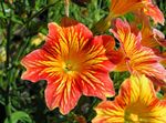 Salpiglossis