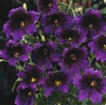 Foto Aias Lilli Värvitud Keel (Salpiglossis), purpurne