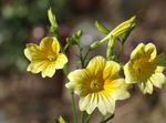 フォト 庭の花 塗装舌 (Salpiglossis), 黄