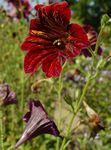 Nuotrauka Sodo Gėlės Dažyti Kalba (Salpiglossis), raudonas