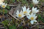 Фото Садові Квіти Сангвінарія (Sanguinaria), білий