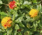 Safflower, Rangar Saffran, American Saffran, Saffran Dyer