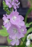 Fil Trädgårdsblommor Checkerbloom, Miniatyr Stockros, Prärie Malva, Checker Malva (Sidalcea), lila