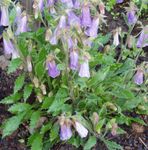 Bilde Hage blomster Ringflower (Symphyandra  wanneri), syrin