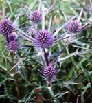 Foto Gartenblumen Amethyst Stranddistel, Alpen Eryngo, Alpenstranddistel (Eryngium), flieder