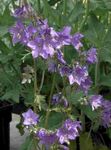 fotografie Zahradní květiny Jákobův Žebřík (Polemonium caeruleum), šeřík