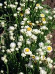 Foto Flores de jardín Alado Eterna (Ammobium alatum), blanco