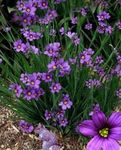 Foto Have Blomster Stout Blåøjede Græs, Blå Øje-Græs (Sisyrinchium), lilla