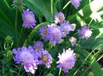 Scabiosa，枕形花