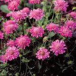 Photo Scabiosa, Pincushion Flower characteristics