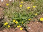 Del Halcón Rosa Barba, Hawksbeard