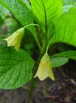 Photo les fleurs du jardin Scopolia Européen, La Belladone Russe , jaune