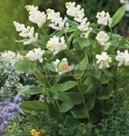 foto Flores do Jardim Canadá Mayflower, Falso Lírio Do Vale (Smilacina, Maianthemum  canadense), branco