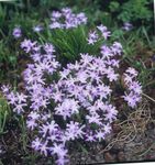 Фото Садові Квіти Хионодокса (Сніговик) (Chionodoxa), бузковий