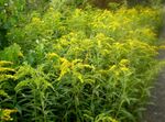 Photo les fleurs du jardin Verge D'or (Solidago), jaune