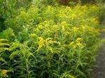 Фото Бақша Гүлдер Solidago (Алтын Шыбық, Золотарник) , сары