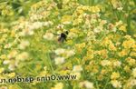 foto Tuin Bloemen Solidaster , geel