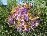 Photo les fleurs du jardin Galatella , lilas