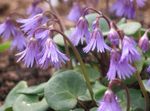 Soldanella