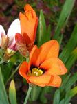 fotografie Produsului Sparaxis, Floare Arlechin , portocale