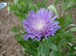 Foto Rudzupuķu Aster, Stokes Aster raksturlielumi