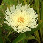 kuva Ruiskukka Aster, Lietsoo Aster (Stokesia), keltainen