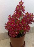 Foto Arme-Leute-Orchidee, Schmetterling Blume (Schizanthus), rot