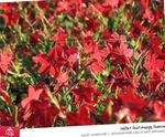 Photo les fleurs du jardin La Floraison Du Tabac (Nicotiana), rouge