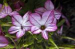 Foto Blomstrende Tobak (Nicotiana), lilla