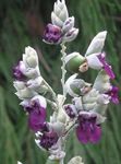 Photo les fleurs du jardin Alligator Drapeau, Poudreuse Thalia, Canna Hardy (Thalia dealbata), pourpre