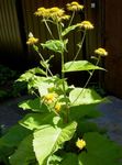 Photo les fleurs du jardin Telekia, Oxeye Jaune, Heartleaf Oxeye (Telekia speciosa), jaune