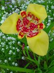 Foto Tiger Blume, Mexikanische Shell Blüten (Tigridia pavonia), gelb