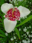 Foto Tiger Blume, Mexikanische Shell Blüten Merkmale