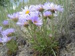 Townsendia, Lieldienas Margrietiņa