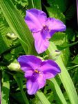 φωτογραφία Λουλούδια κήπου Virginia Spiderwort, Δάκρυα Γυναικεία (Tradescantia virginiana), πασχαλιά