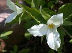 Photo Trillium, Wakerobin, Tri Flower, Birthroot characteristics