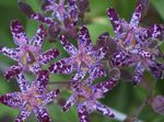 fotografie Zahradní květiny Ropucha Lily (Tricyrtis), nachový