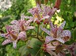 fotografie Zahradní květiny Ropucha Lily (Tricyrtis), červená