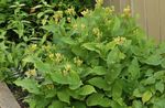 Fil Trädgårdsblommor Padda Lilja (Tricyrtis), gul