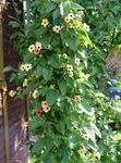 Foto Dārza Ziedi Black Eye Susan (Thunbergia alata), dzeltens